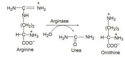 Decarboxylation Test: Types, Principles, Uses • Microbe .